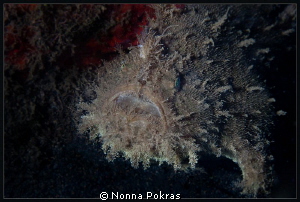monster by Nonna Pokras 